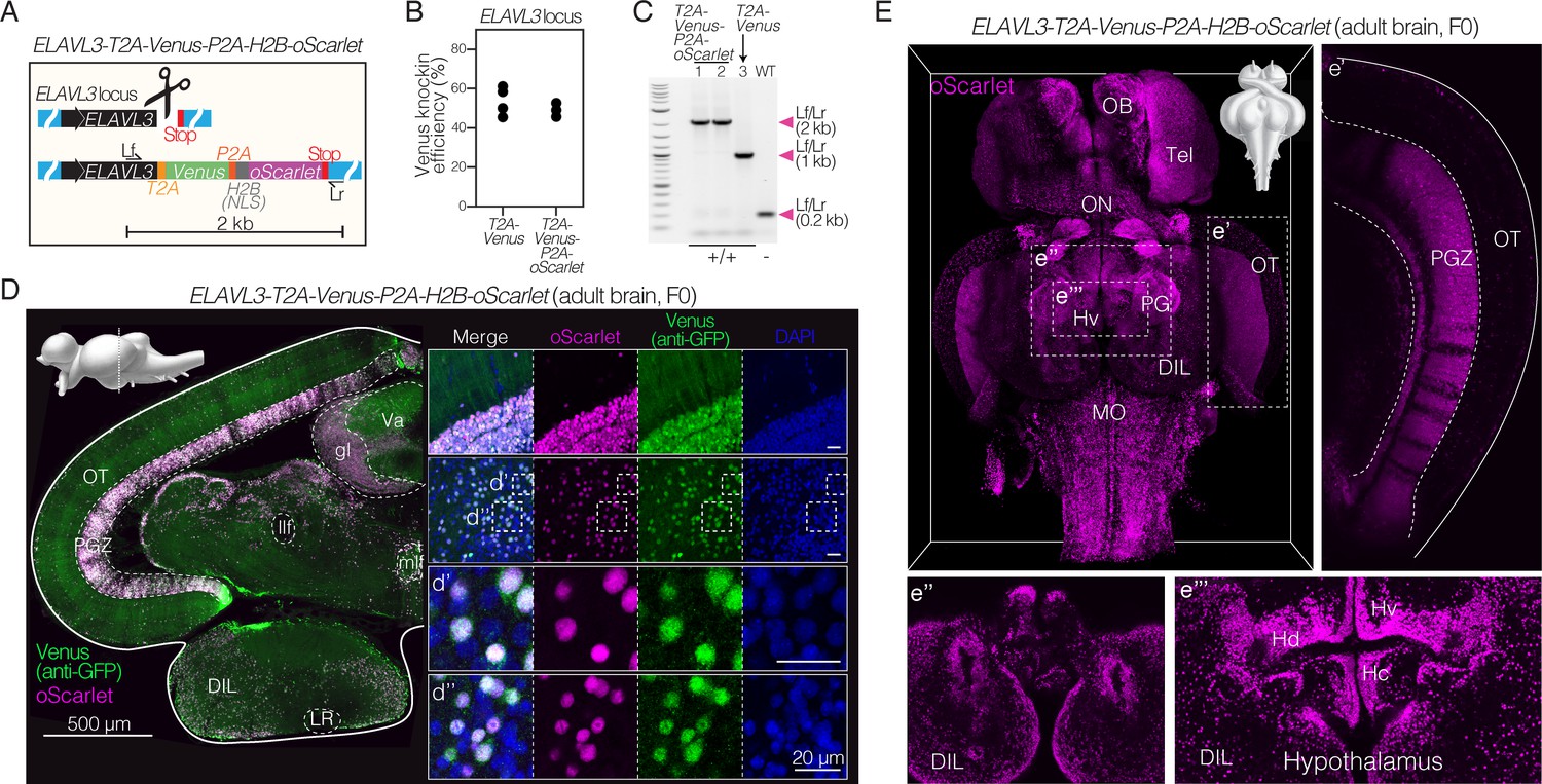Figures and data in rapid and precise genome engineering in a naturally