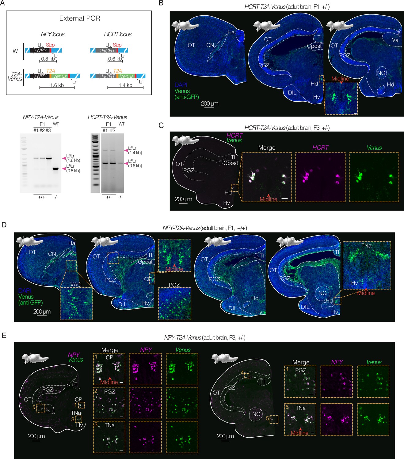 Figures and data in Rapid and precise genome engineering in a naturally ...