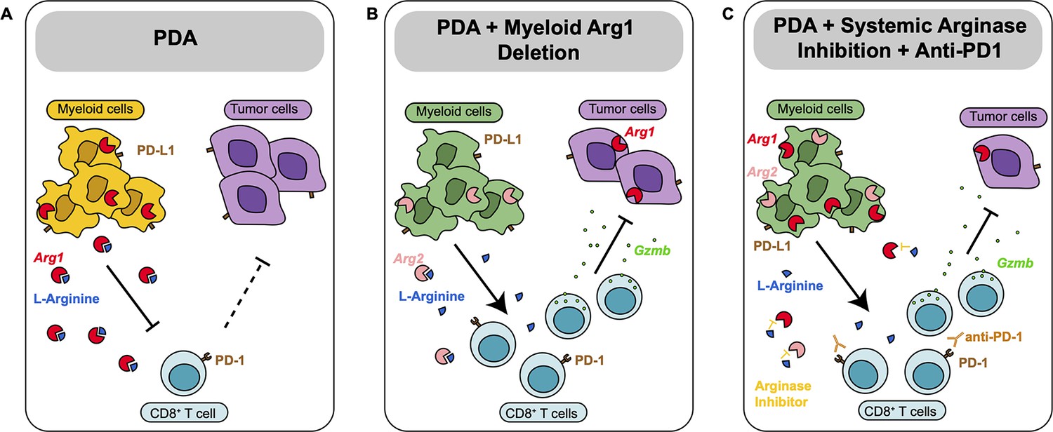 Arginase 1 Is A Key Driver Of Immune Suppression In Pancreatic Cancer Elife 6801