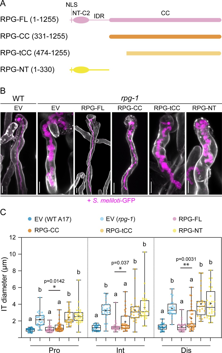 RPG acts as a central determinant for infectosome formation and