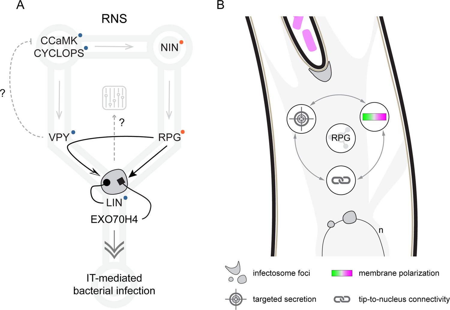 RPG acts as a central determinant for infectosome formation and