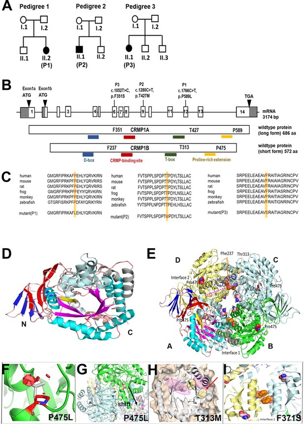 Monoallelic CRMP1 gene variants cause neurodevelopmental disorder | eLife