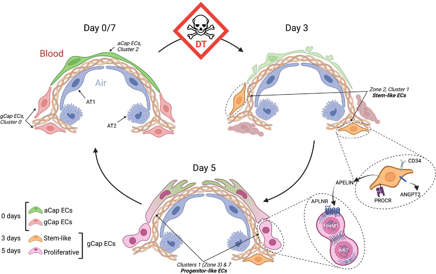 Single-cell transcriptomic atlas of lung microvascular regeneration ...