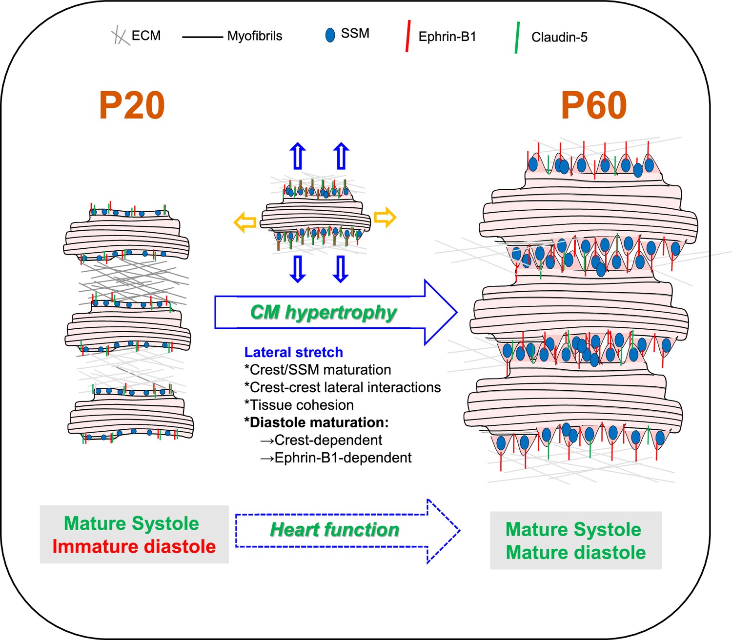 Ephrin-B1 Regulates The Adult Diastolic Function Through A Late ...