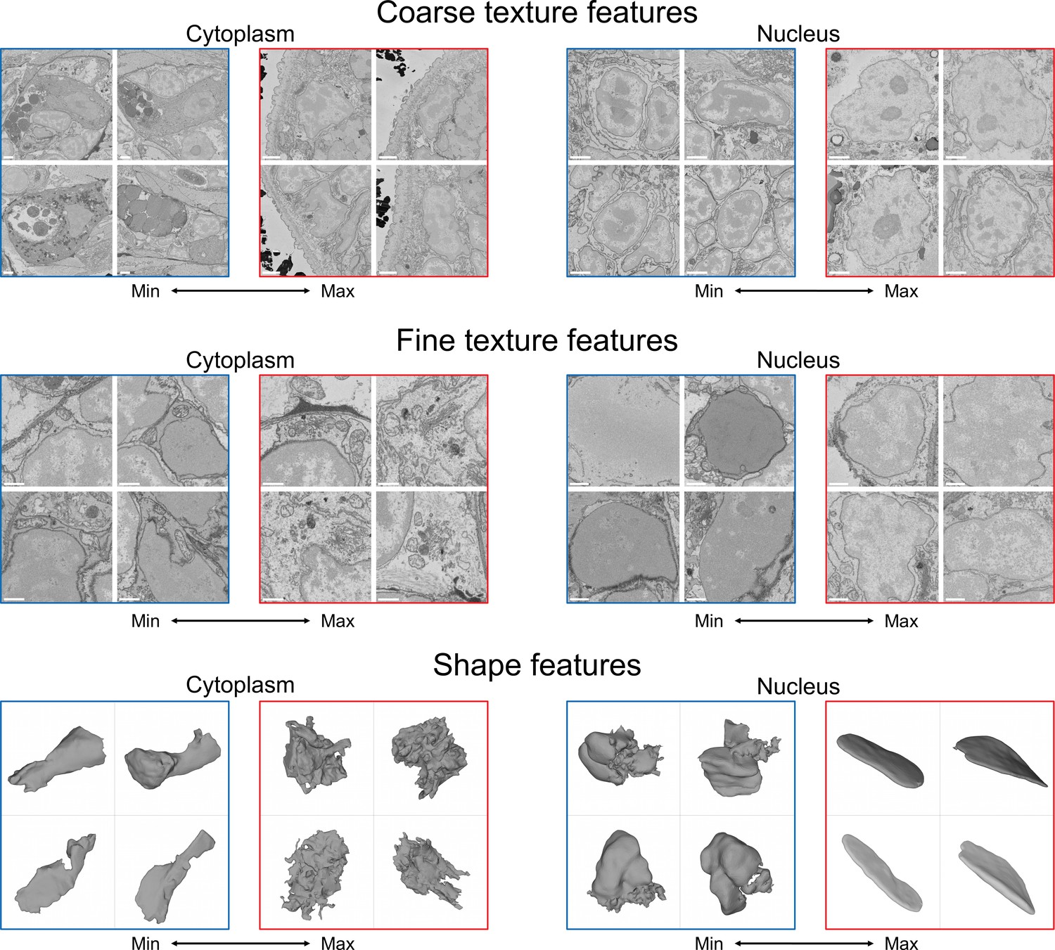 Exploring the significance of morphological diversity for