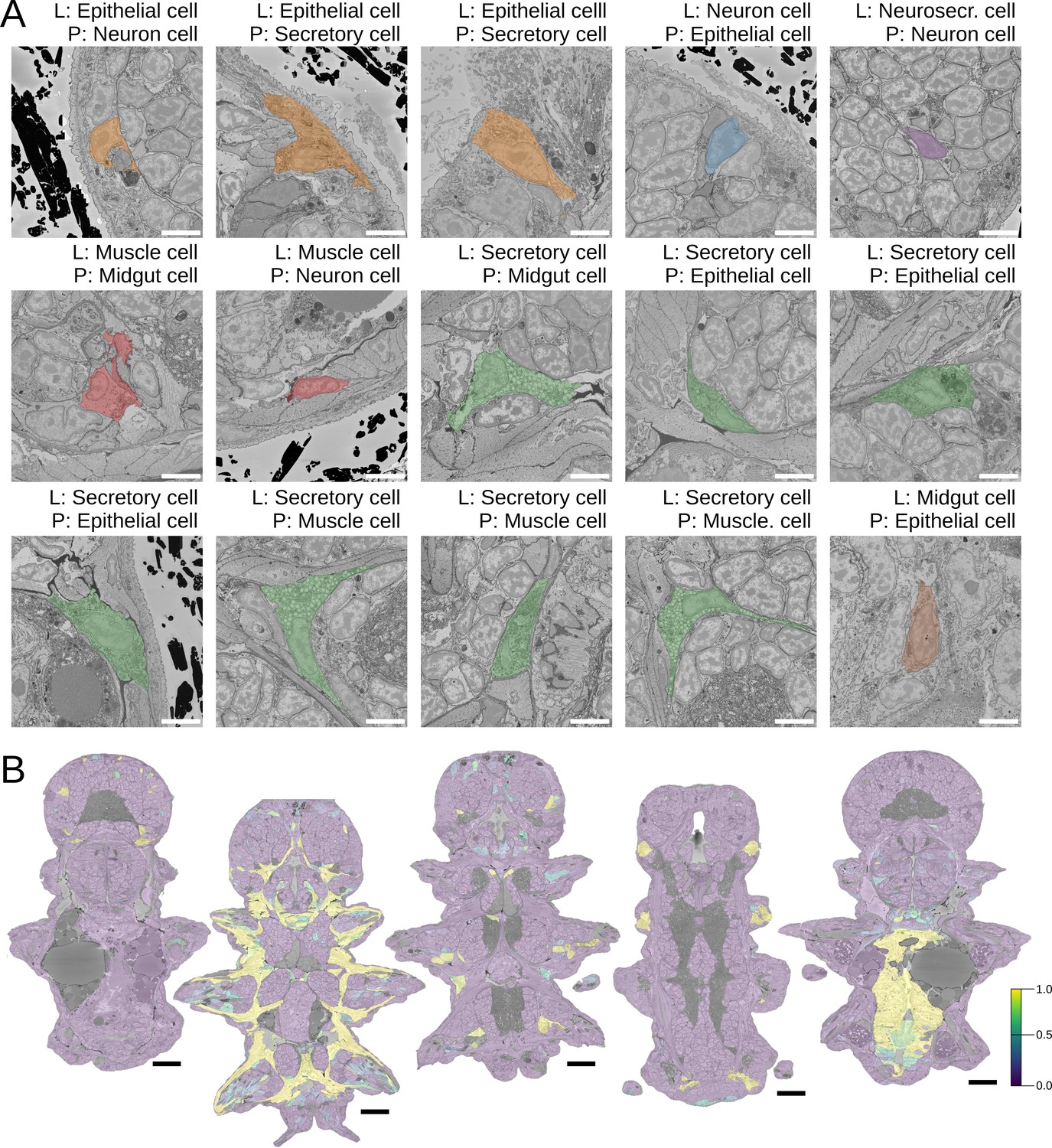 figures-and-data-in-morphofeatures-for-unsupervised-exploration-of-cell