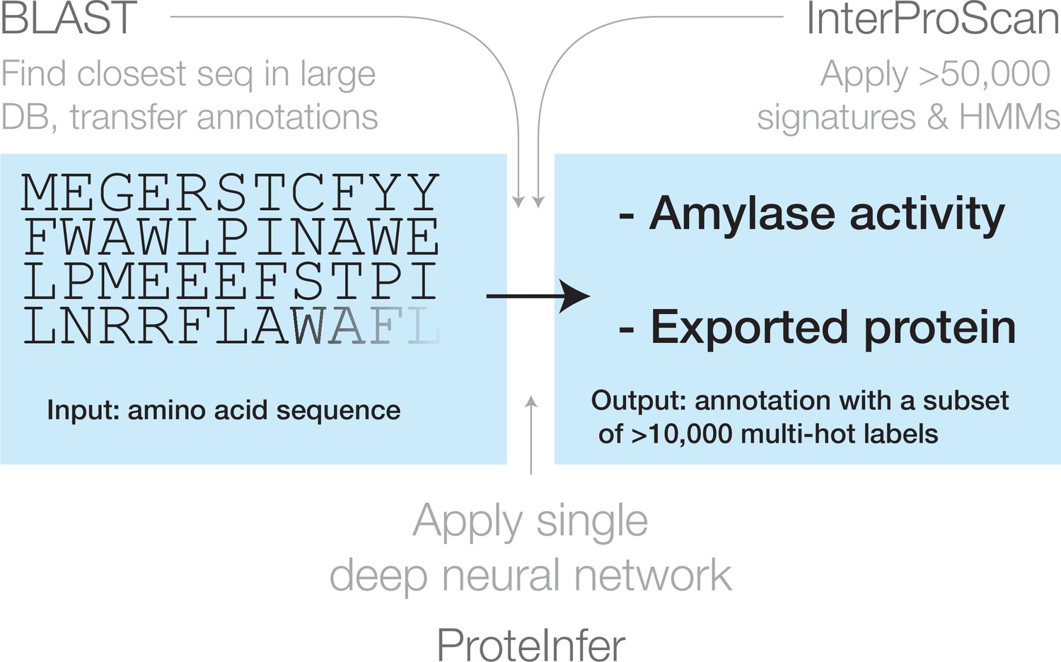 ProteInfer, Deep Neural Networks For Protein Functional Inference | ELife