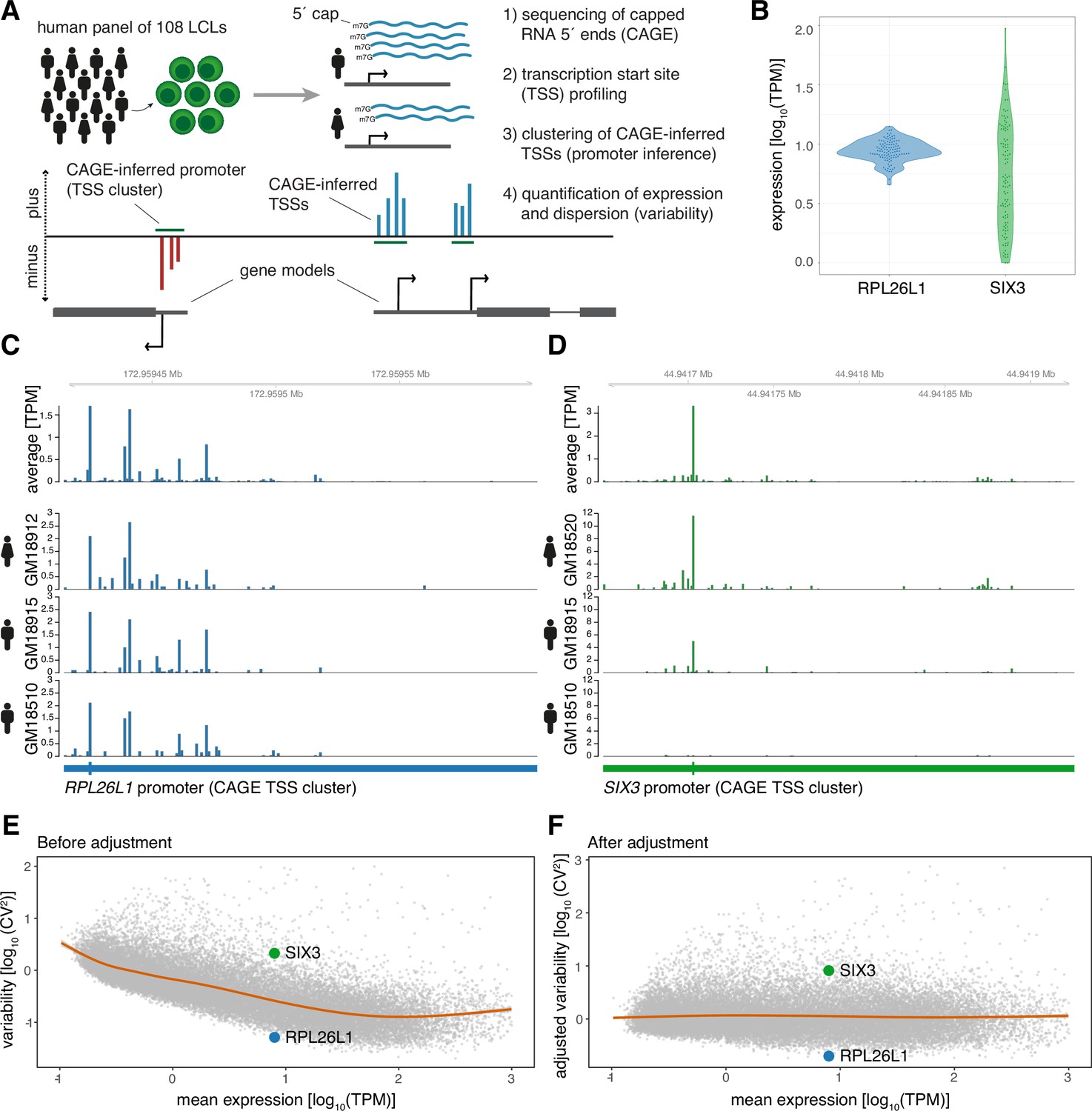 Promoter Sequence And Architecture Determine Expression Variability And