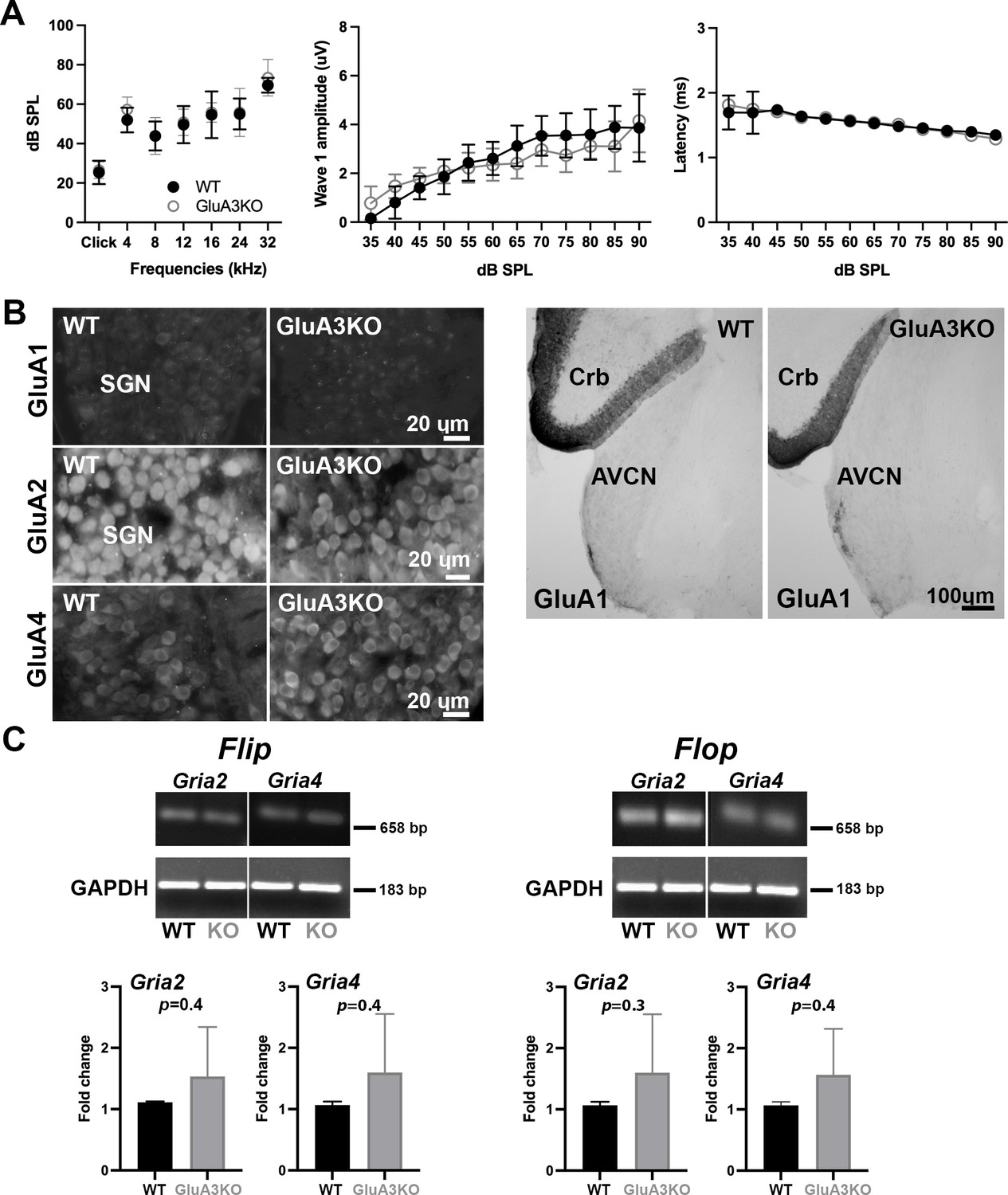 GluA3 subunits are required for appropriate assembly of AMPAR