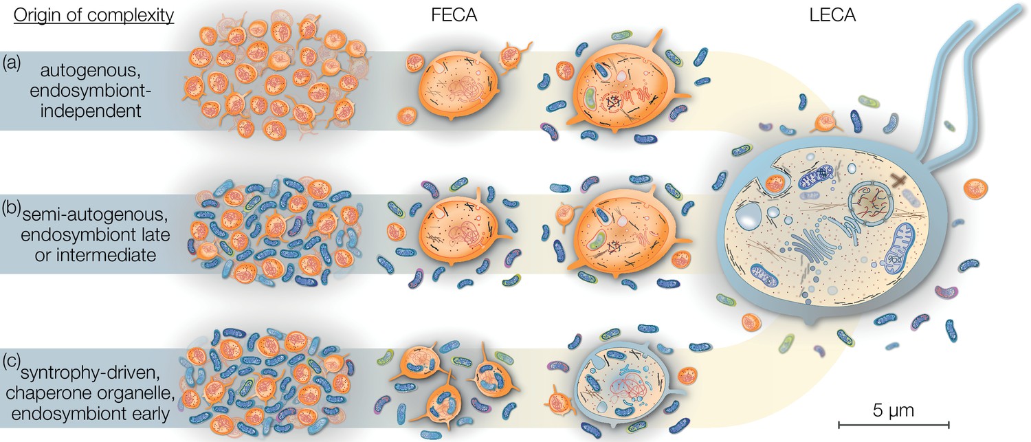 Endosymbiotic Selective Pressure At The Origin Of Eukaryotic Cell ...