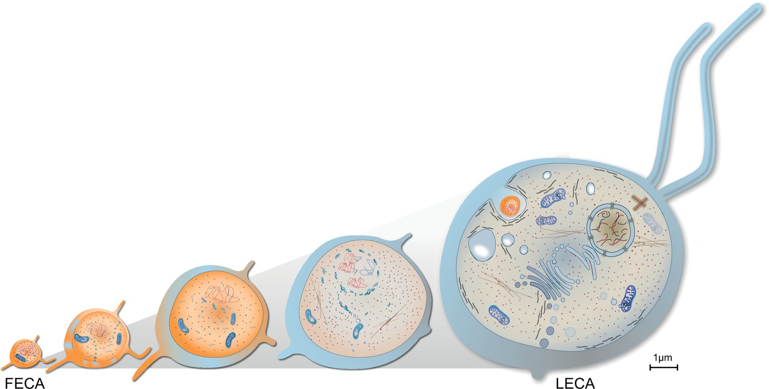 Endosymbiotic Selective Pressure At The Origin Of Eukaryotic Cell ...