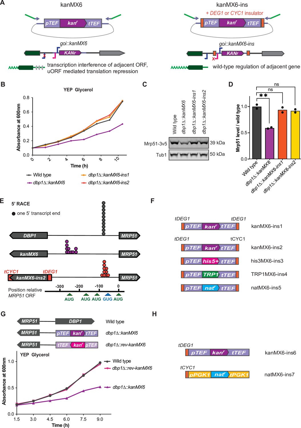 Bidirectional promoter activity from expression cassettes can drive off ...