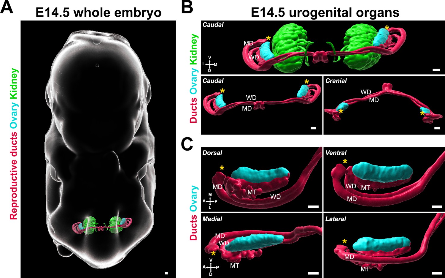 Integration Of Mouse Ovary Morphogenesis With Developmental Dynamics Of