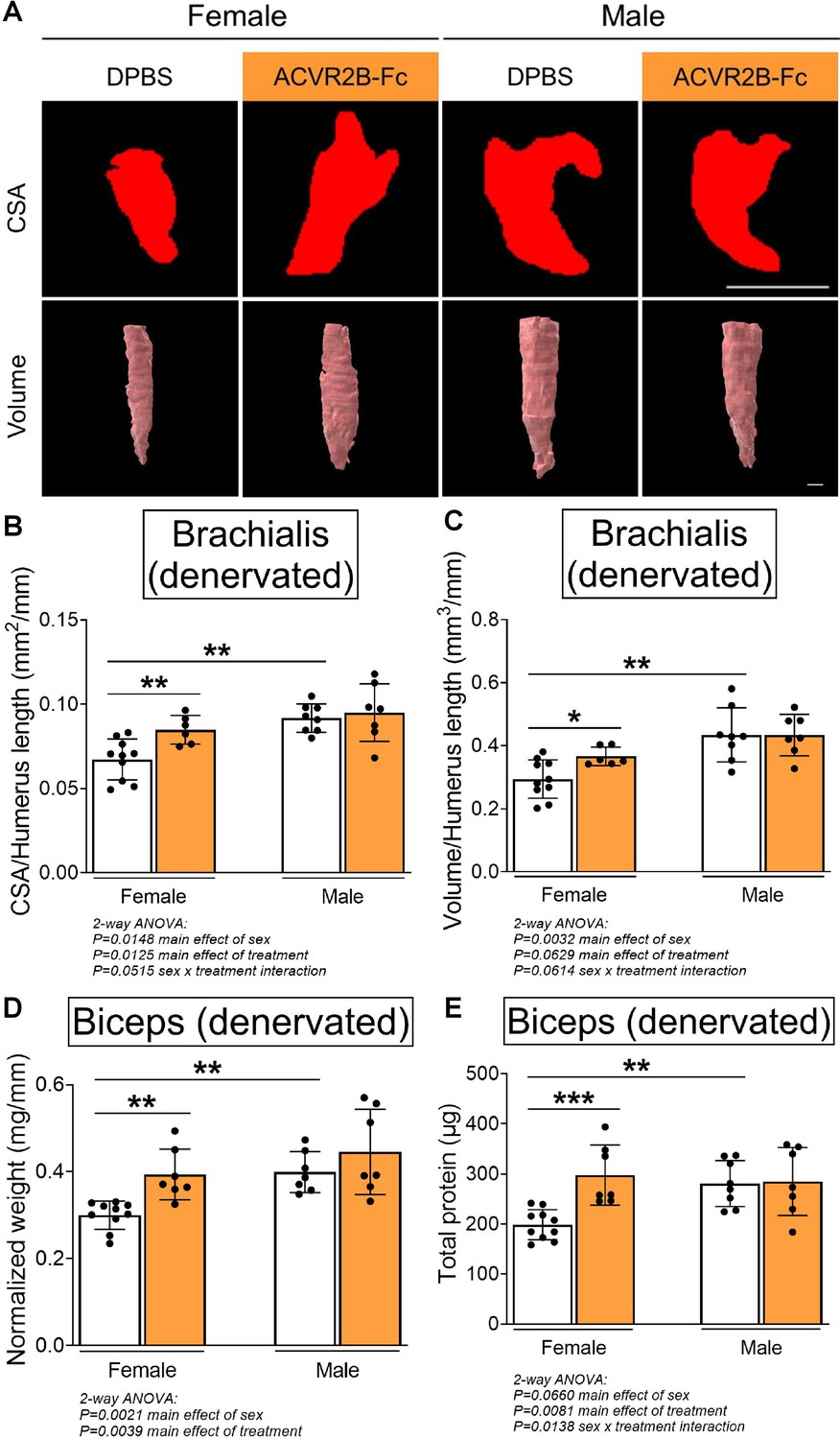 Figures And Data In Sex Specific Role Of Myostatin Signaling In Neonatal Muscle Growth