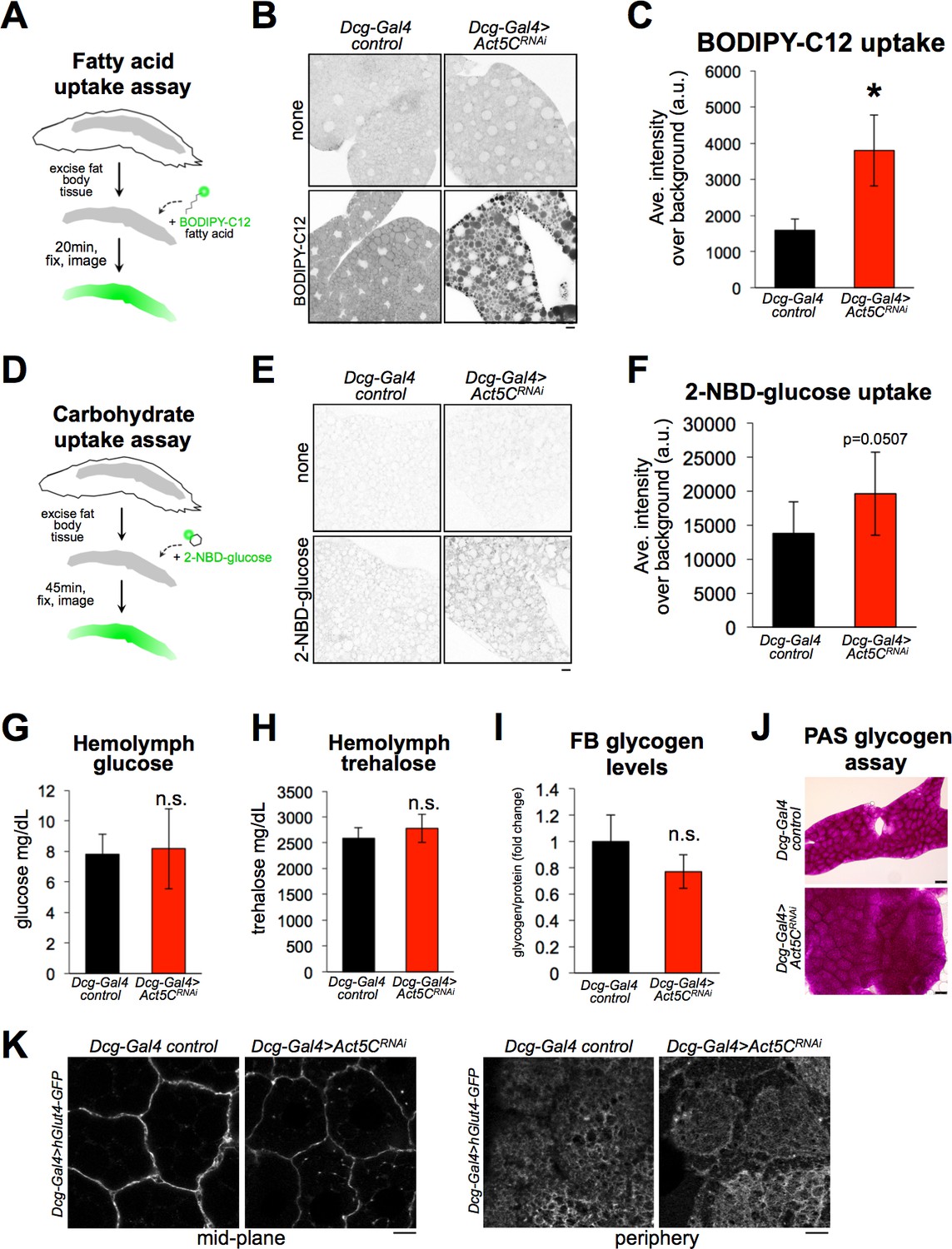 The fat body cortical actin network regulates Drosophila inter