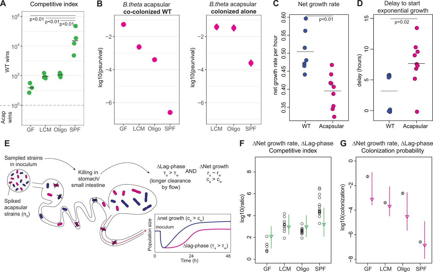 Fitness advantage of Bacteroides thetaiotaomicron capsular ...