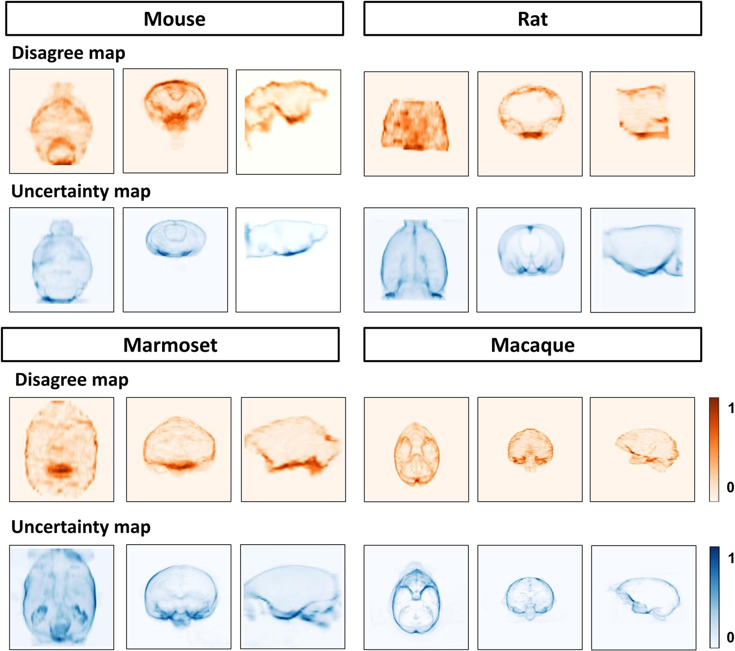 Frontiers  Automated Skull Stripping in Mouse Functional Magnetic  Resonance Imaging Analysis Using 3D U-Net