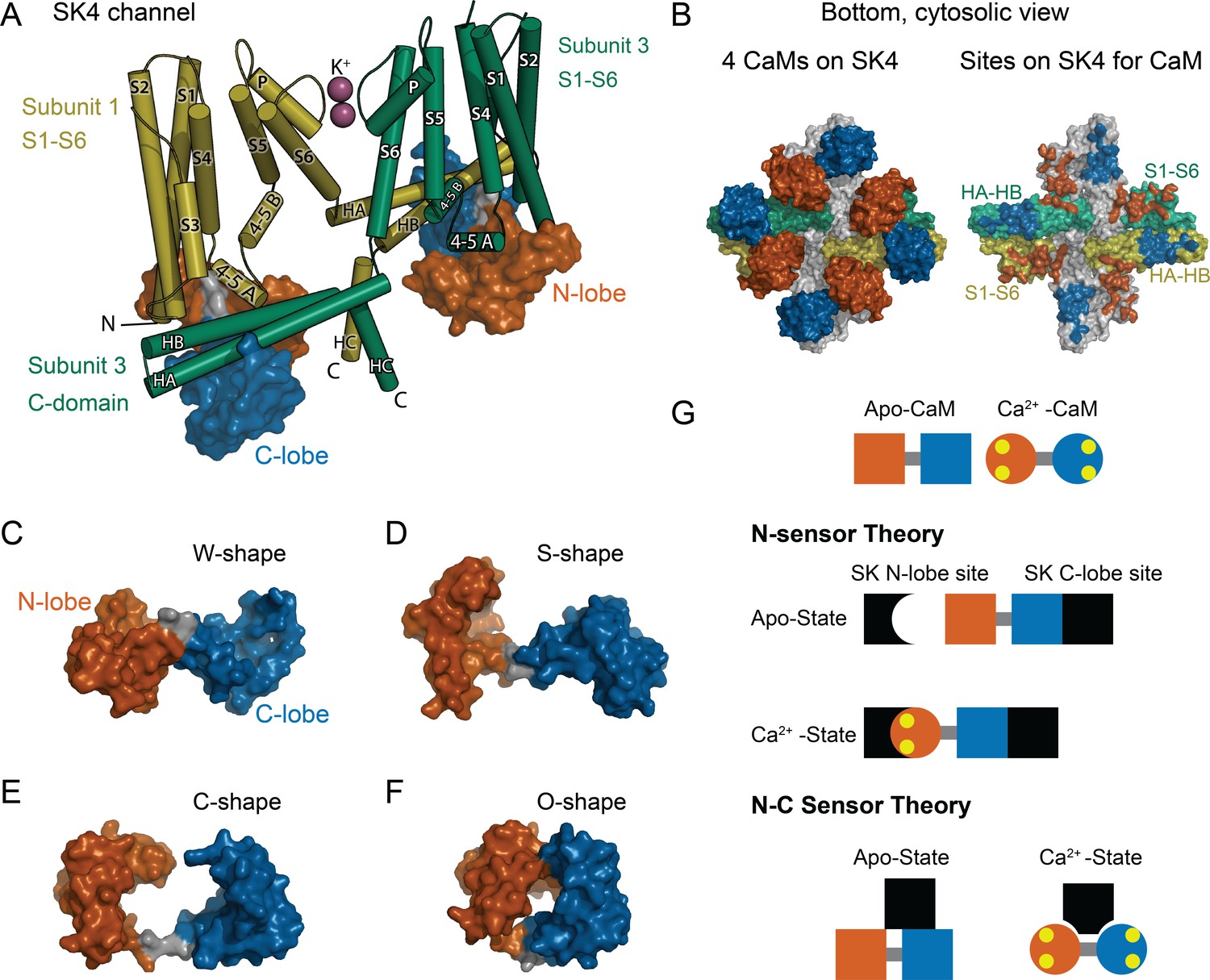 Calcium Dependence Of Both Lobes Of Calmodulin Is Involved In Binding