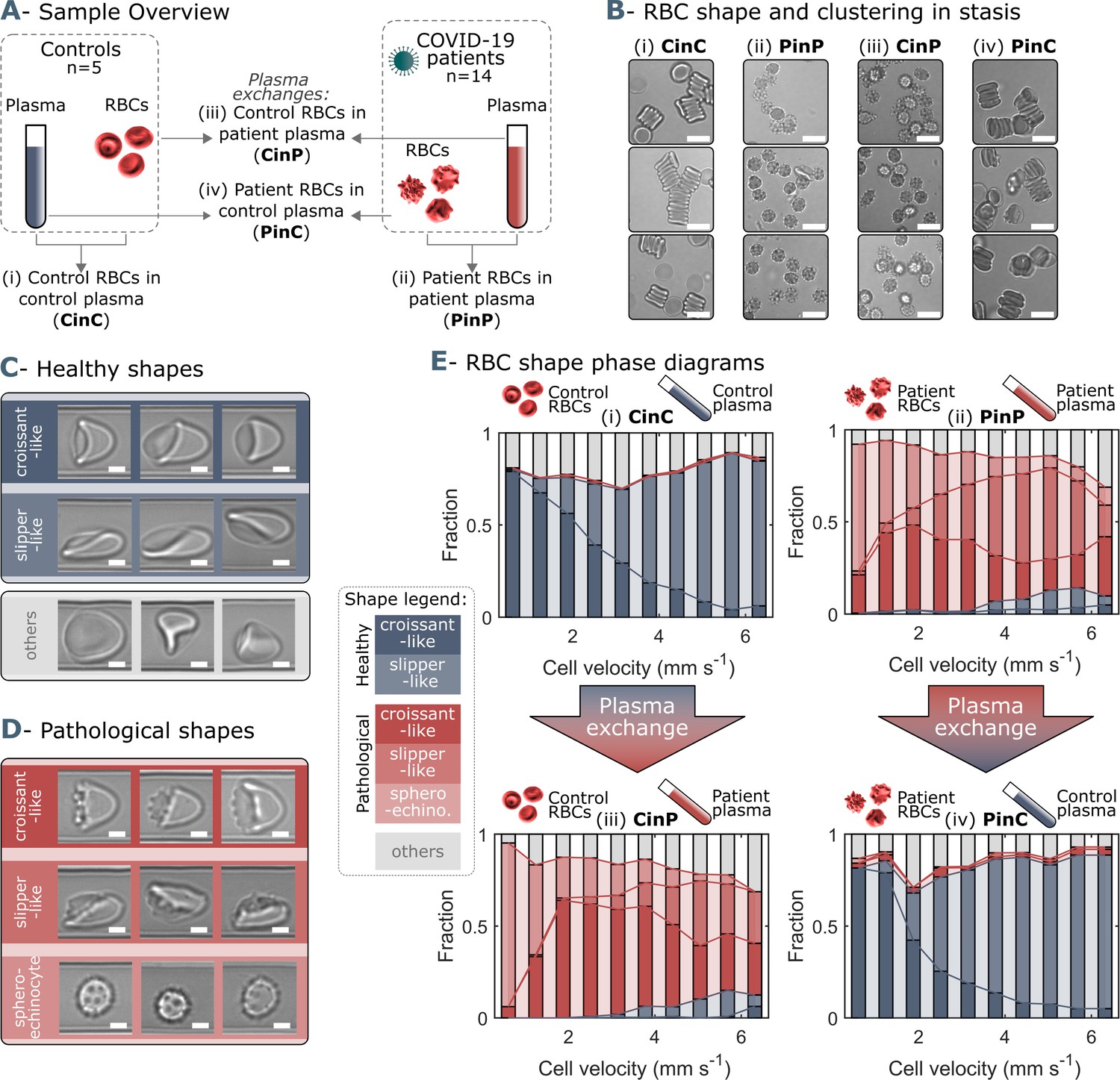 Figures and data in Cross-talk between red blood cells and plasma ...