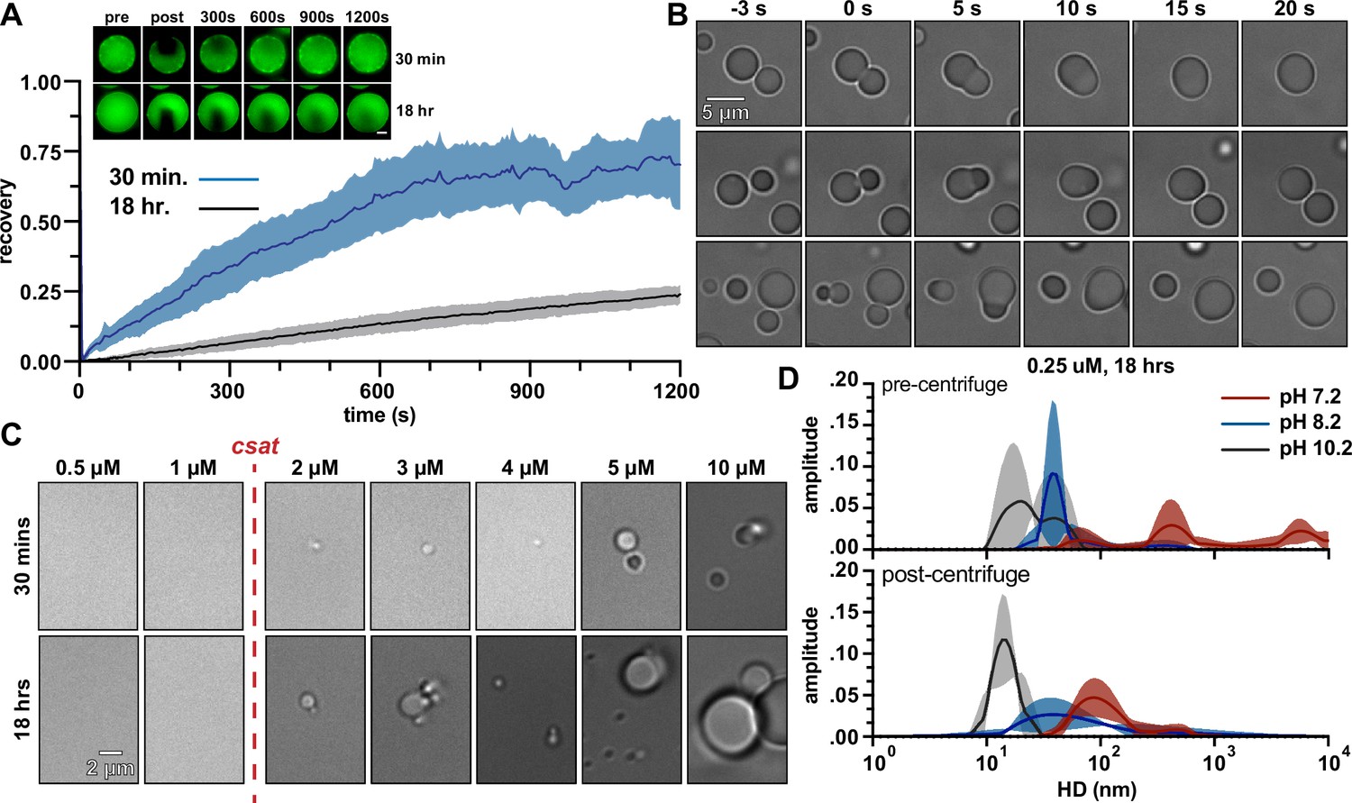 Percolation-induced gel–gel phase separation in a dilute polymer, aaa ...