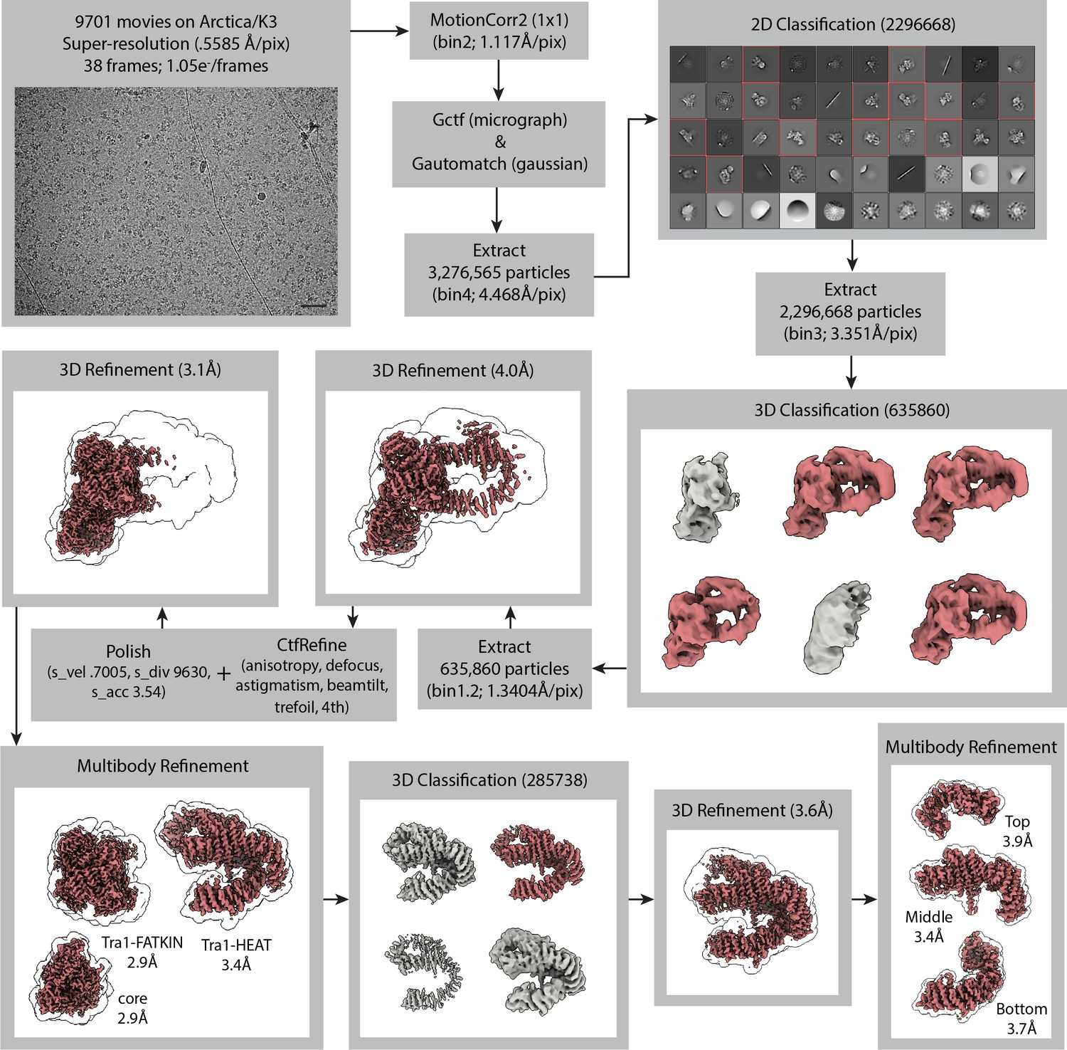 Figures And Data In Structure And Flexibility Of The Yeast NuA4 Histone ...