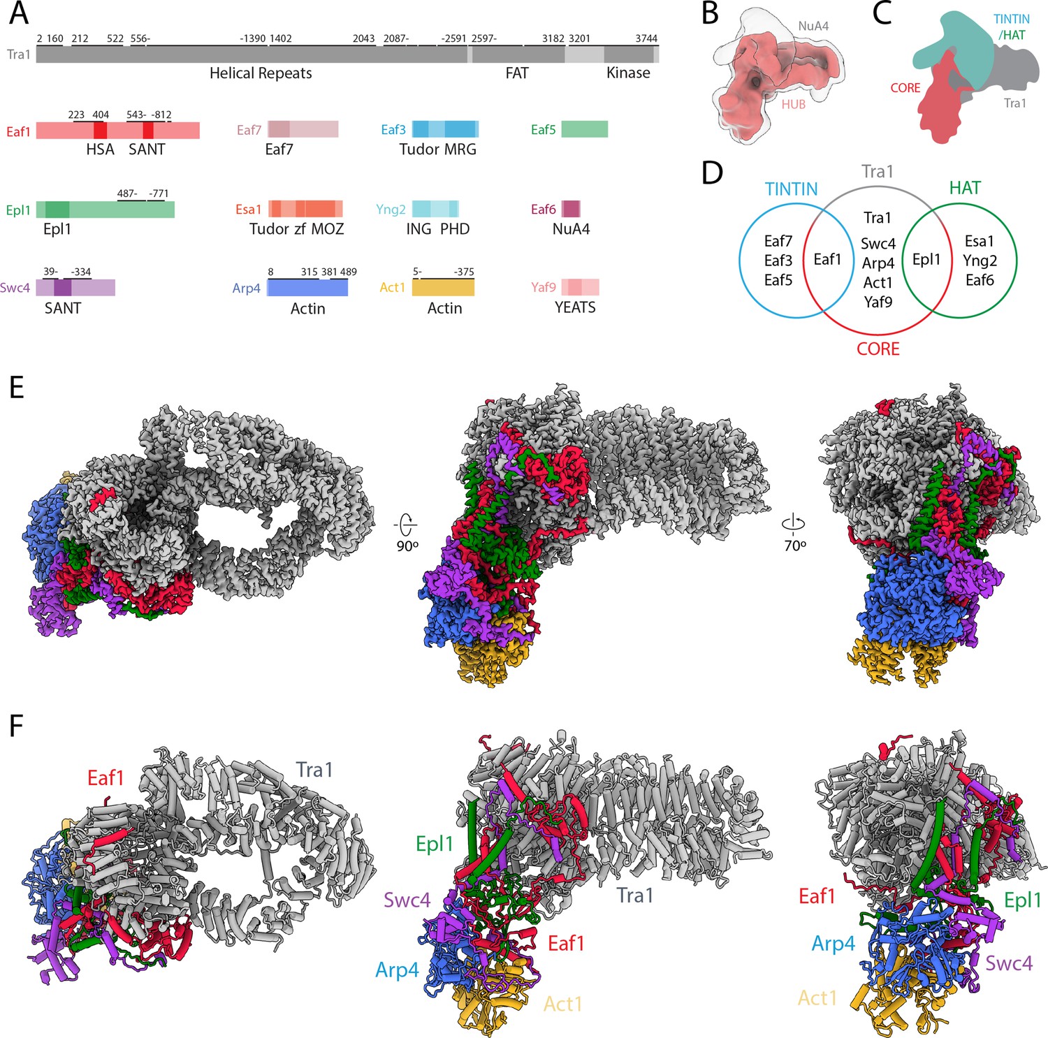 Structure And Flexibility Of The Yeast Nua Histone Acetyltransferase