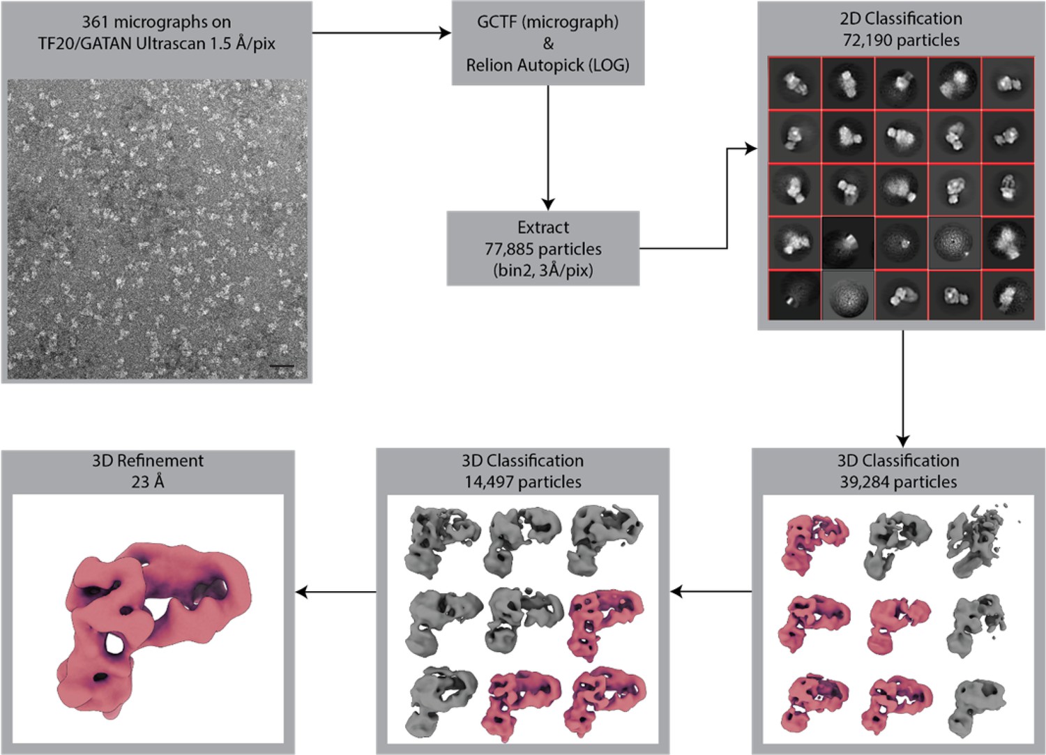 Figures And Data In Structure And Flexibility Of The Yeast NuA4 Histone