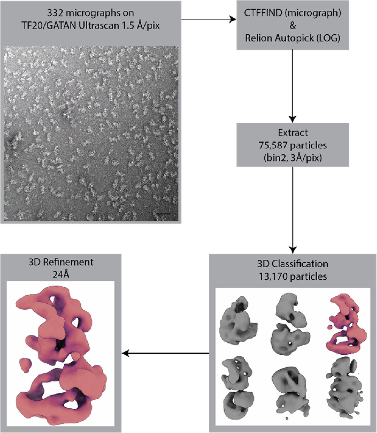 Figures And Data In Structure And Flexibility Of The Yeast NuA4 Histone ...