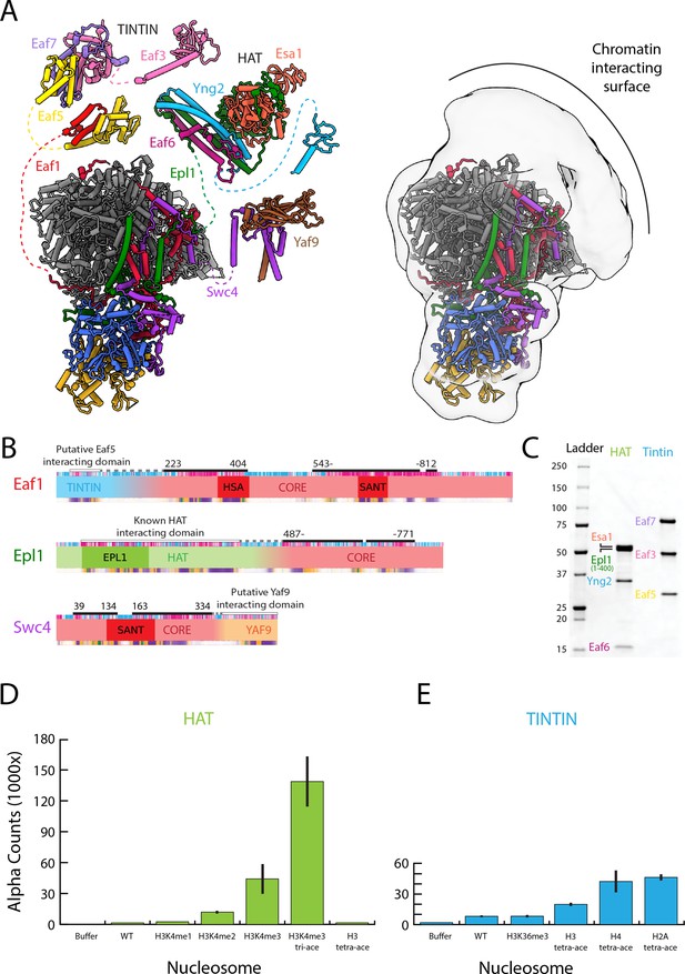 Structure And Flexibility Of The Yeast NuA4 Histone Acetyltransferase ...