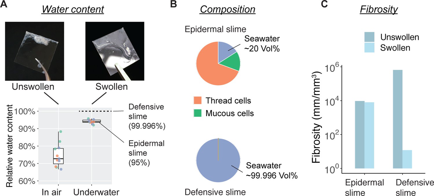 Epidermal threads reveal the origin of hagfish slime eLife