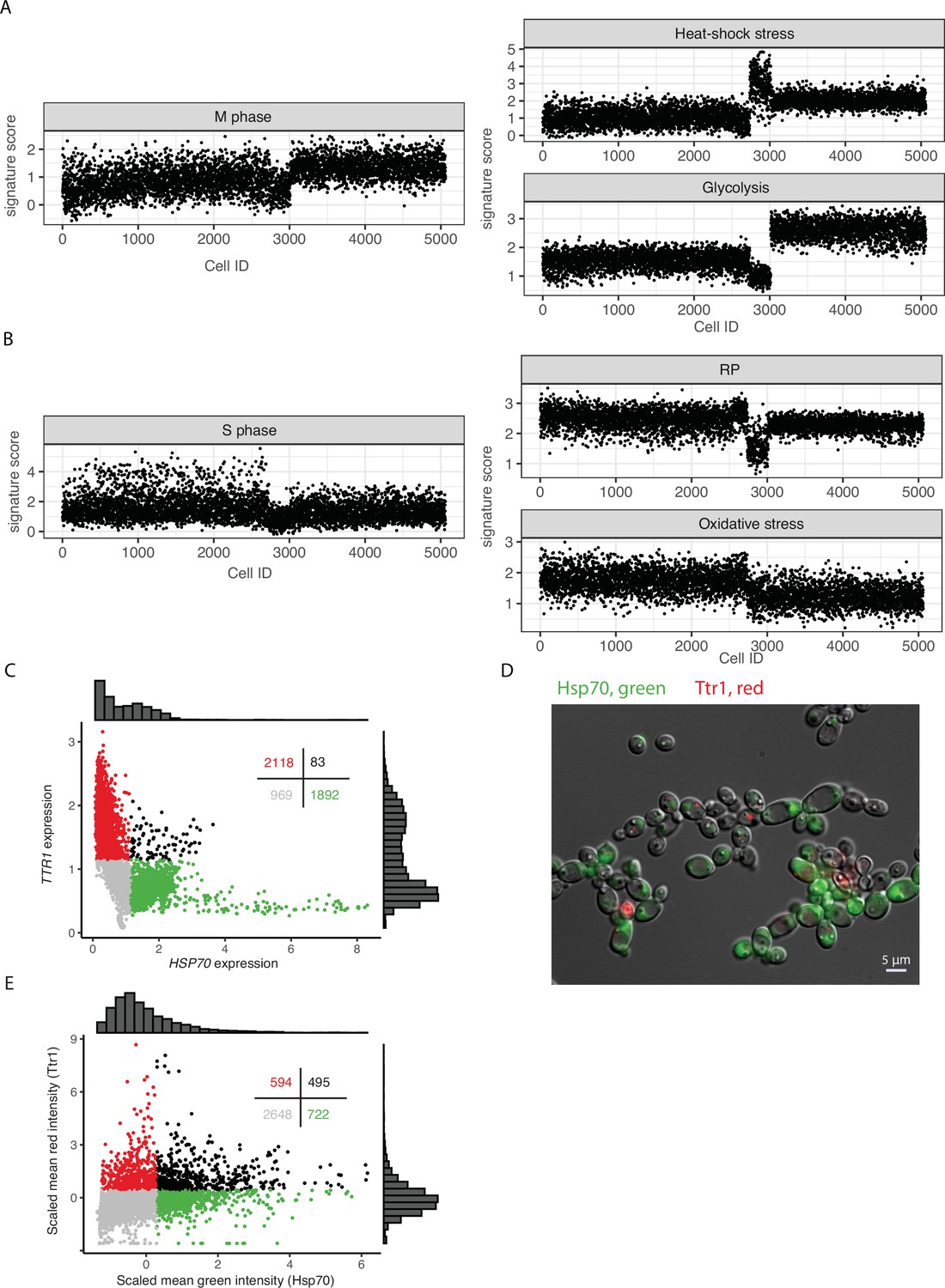 Candida albicans exhibits heterogeneous and adaptive