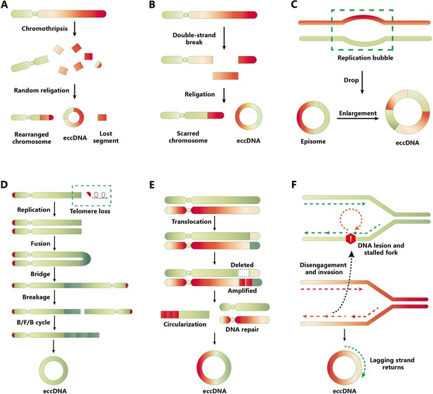 DNA vòng ngoài nhiễm sắc thể Tình trạng hiện tại và triển vọng trong