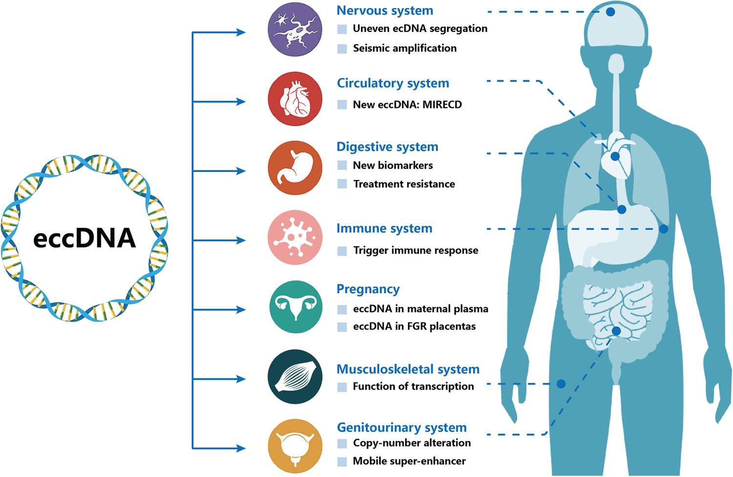 Extrachromosomal Circular DNA: Current Status And Future Prospects | ELife