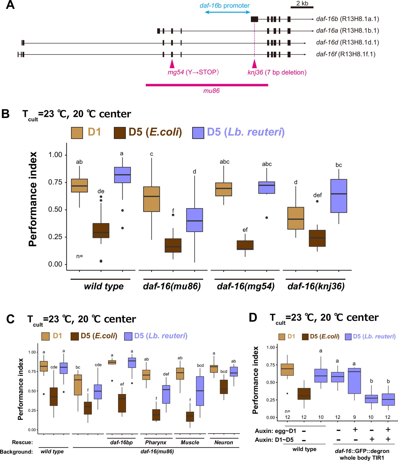 Bacterial diet affects the age-dependent decline of associative learning in  Caenorhabditis elegans | eLife