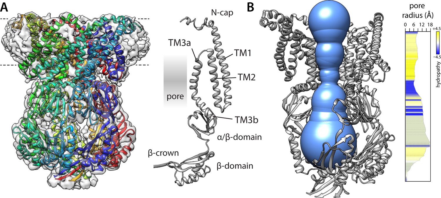 State Specific Morphological Deformations Of The Lipid Bilayer Explain