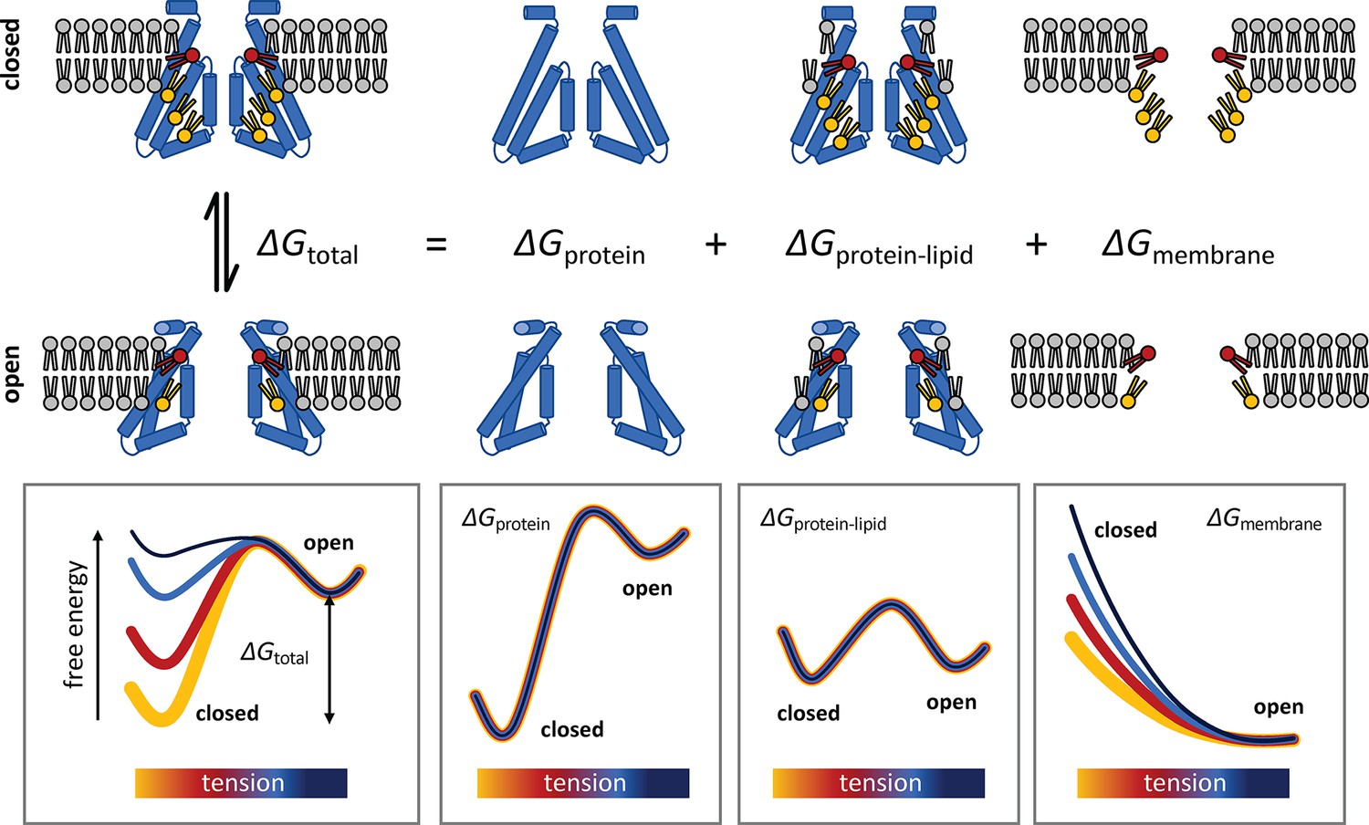 Figures And Data In State Specific Morphological Deformations Of The