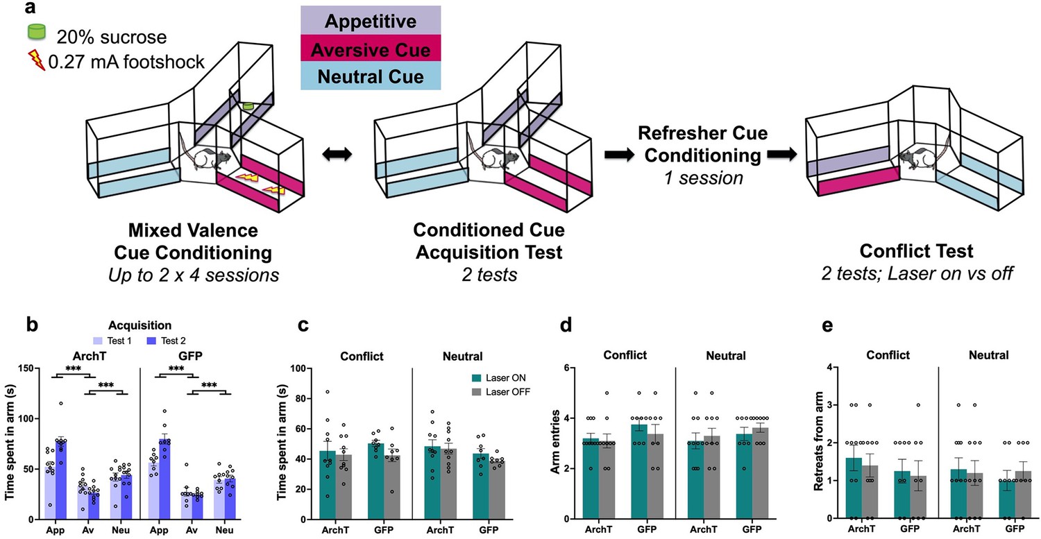 Synaptic Plasticity Learning and Memory in Perirhinal Cortex