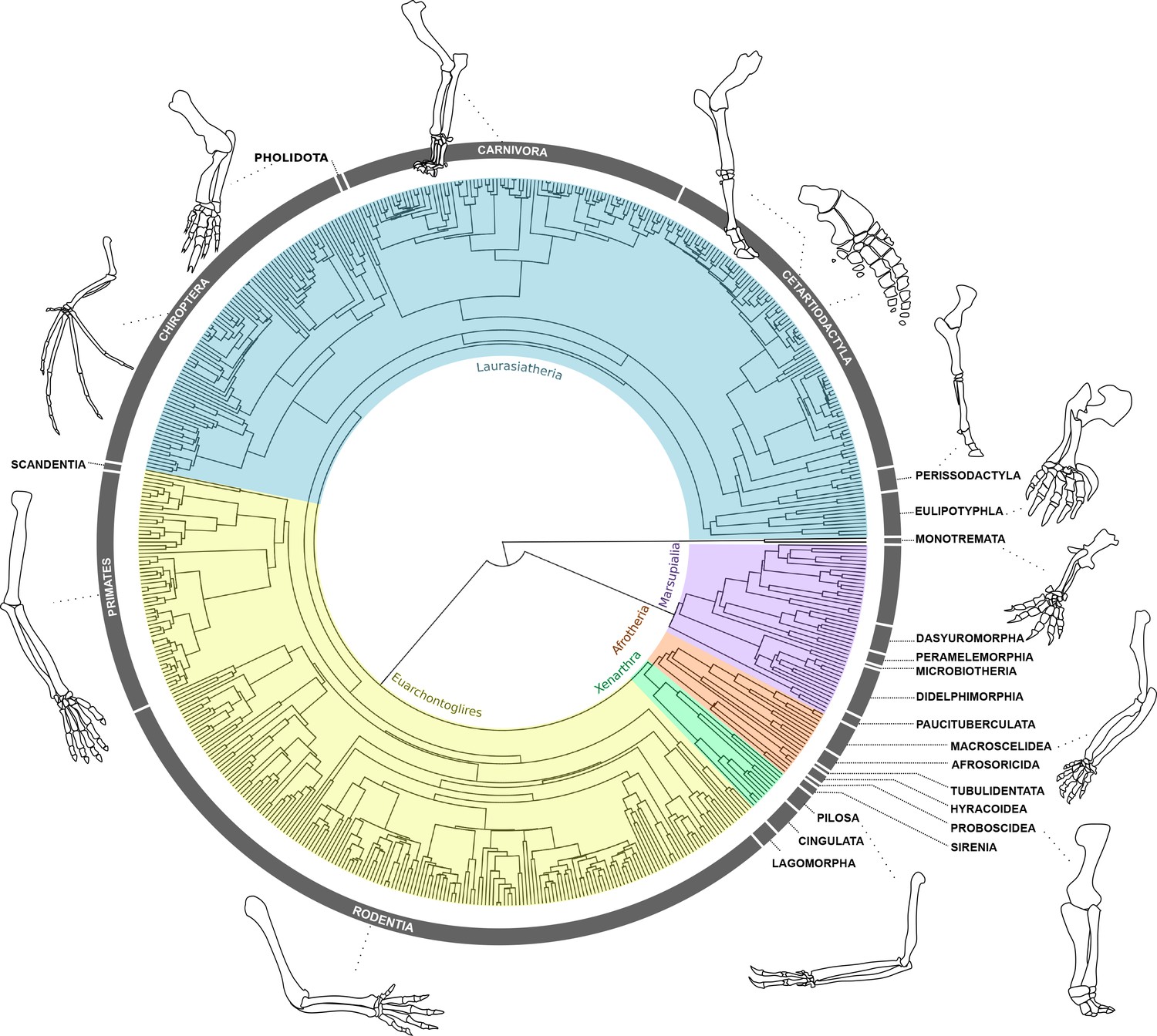 Mammalian forelimb evolution is driven by uneven proximal-to-distal