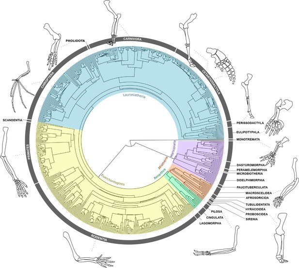 Mammalian forelimb evolution is driven by uneven proximal-to-distal ...