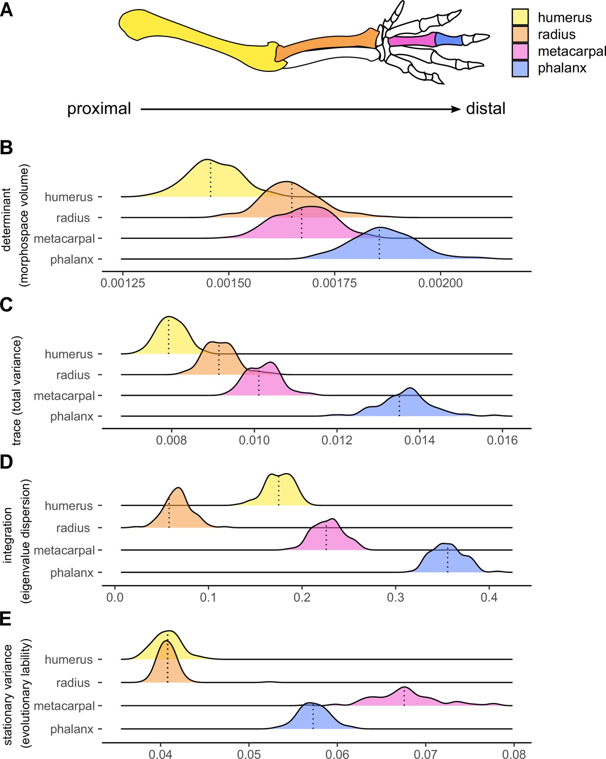 Mammalian forelimb evolution is driven by uneven proximal-to-distal