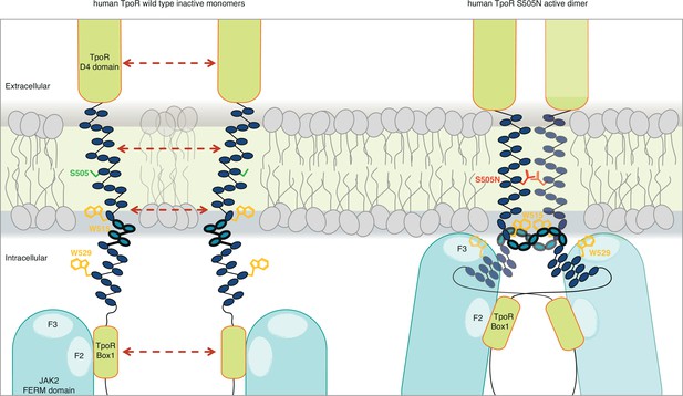 Constitutive activation and oncogenicity are mediated by loss of ...