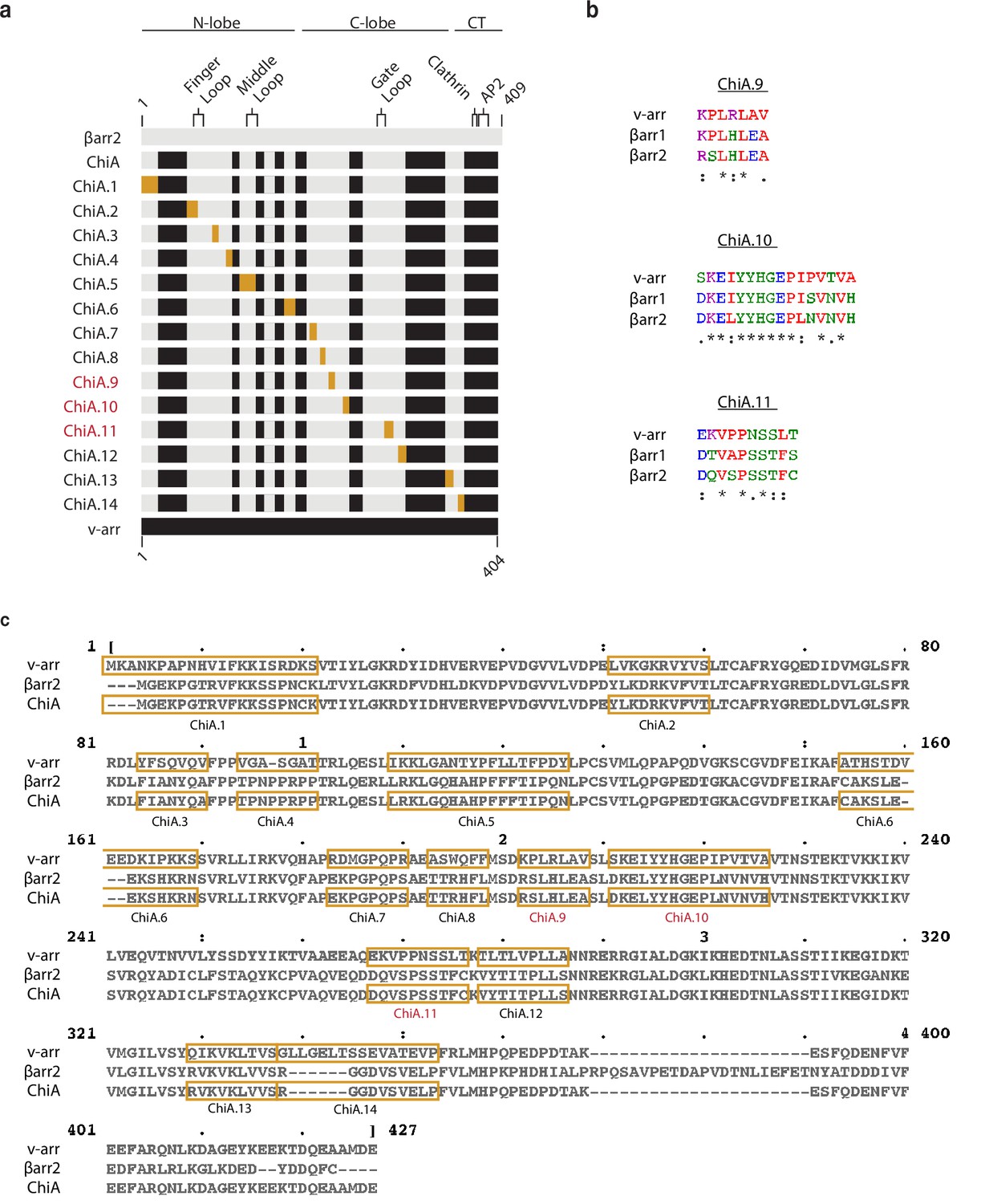 Discrete GPCR-triggered endocytic modes enable β-arrestins to 