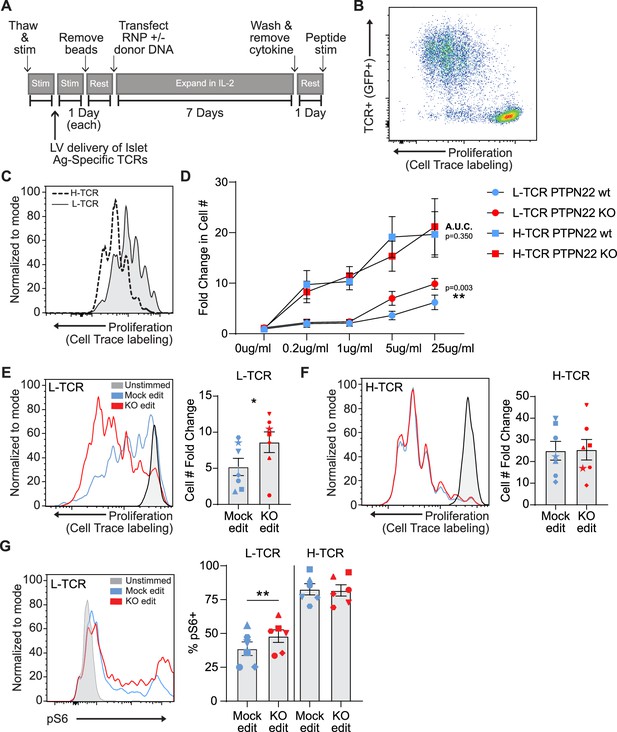 PTPN22 R620W gene editing in T cells enhances low-avidity TCR responses ...