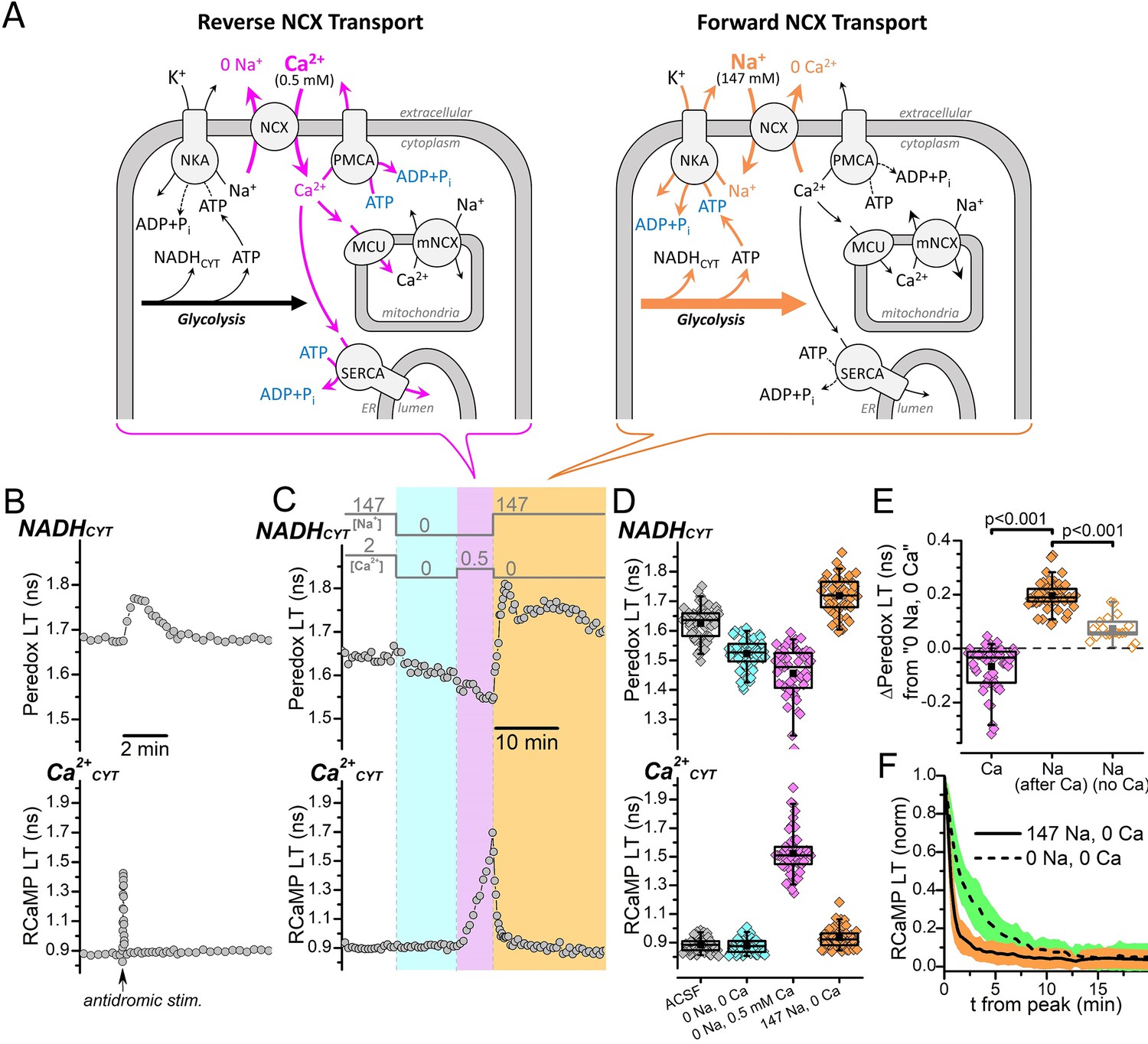 The Na K Pump Dominates Control Of Glycolysis In Hippocampal Dentate