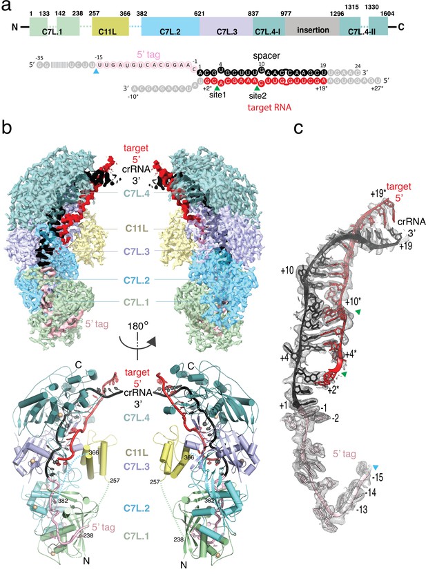 Molecular Mechanism Of Active Cas7-11 In Processing CRISPR RNA And ...