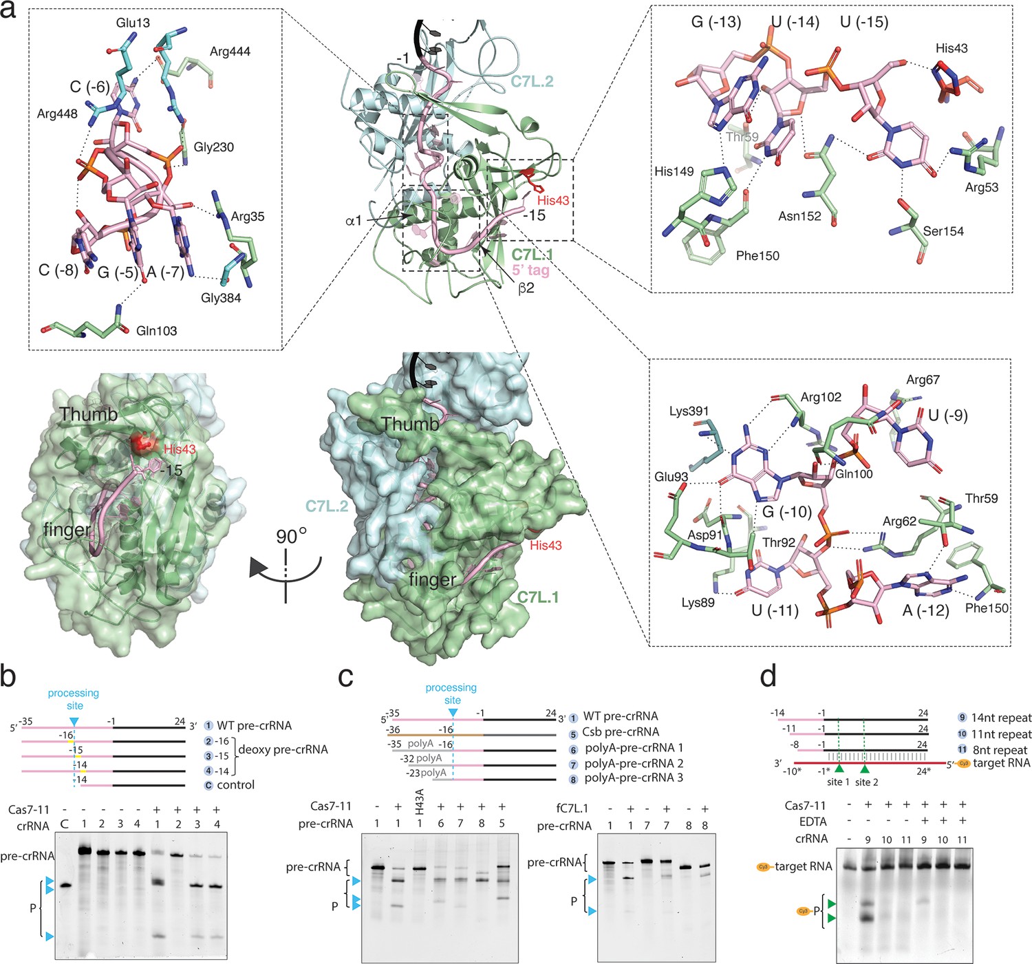 Molecular mechanism of active Cas7-11 in processing CRISPR RNA and ...