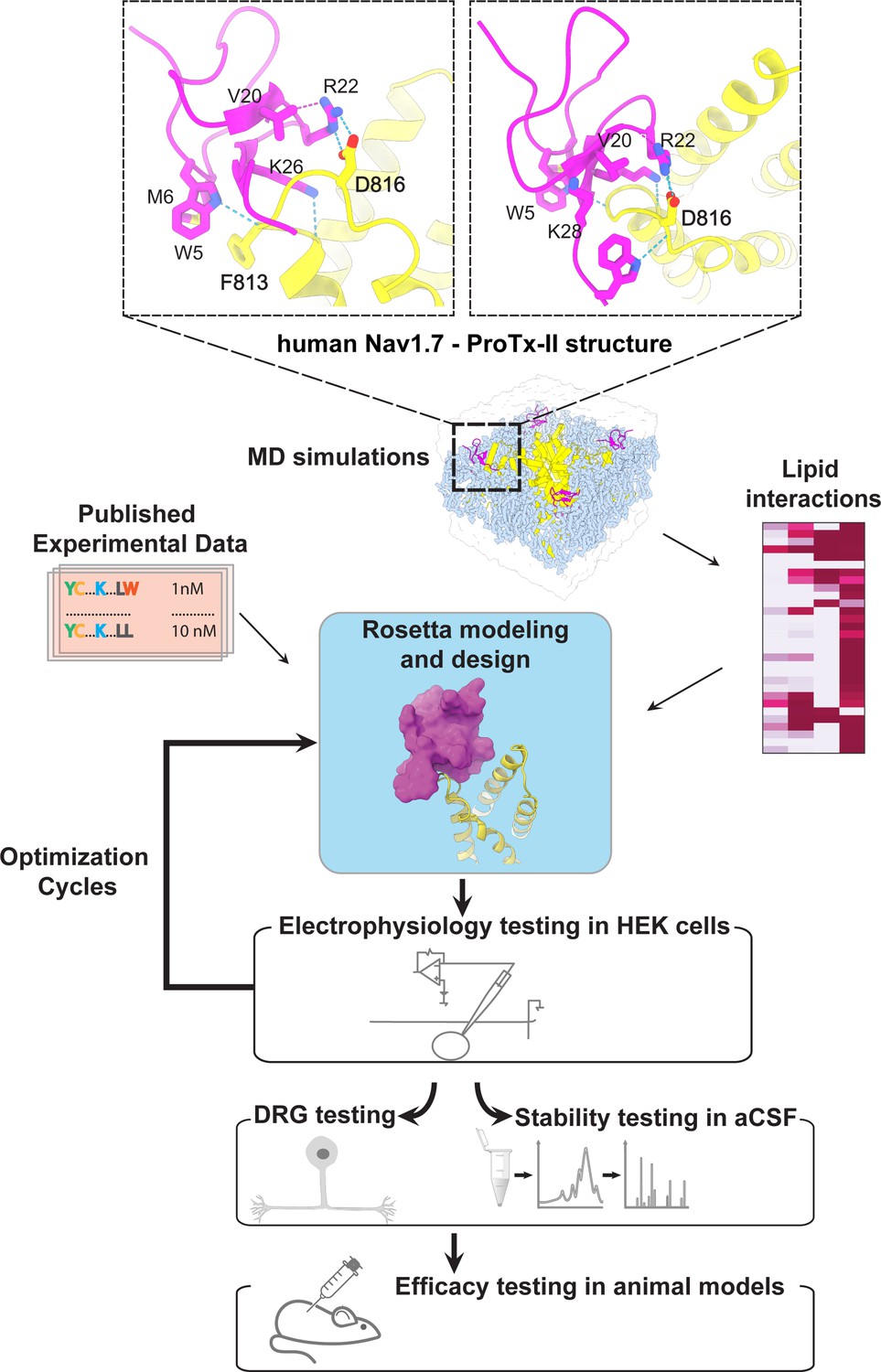 Computational design of peptides to target NaV1.7 channel with