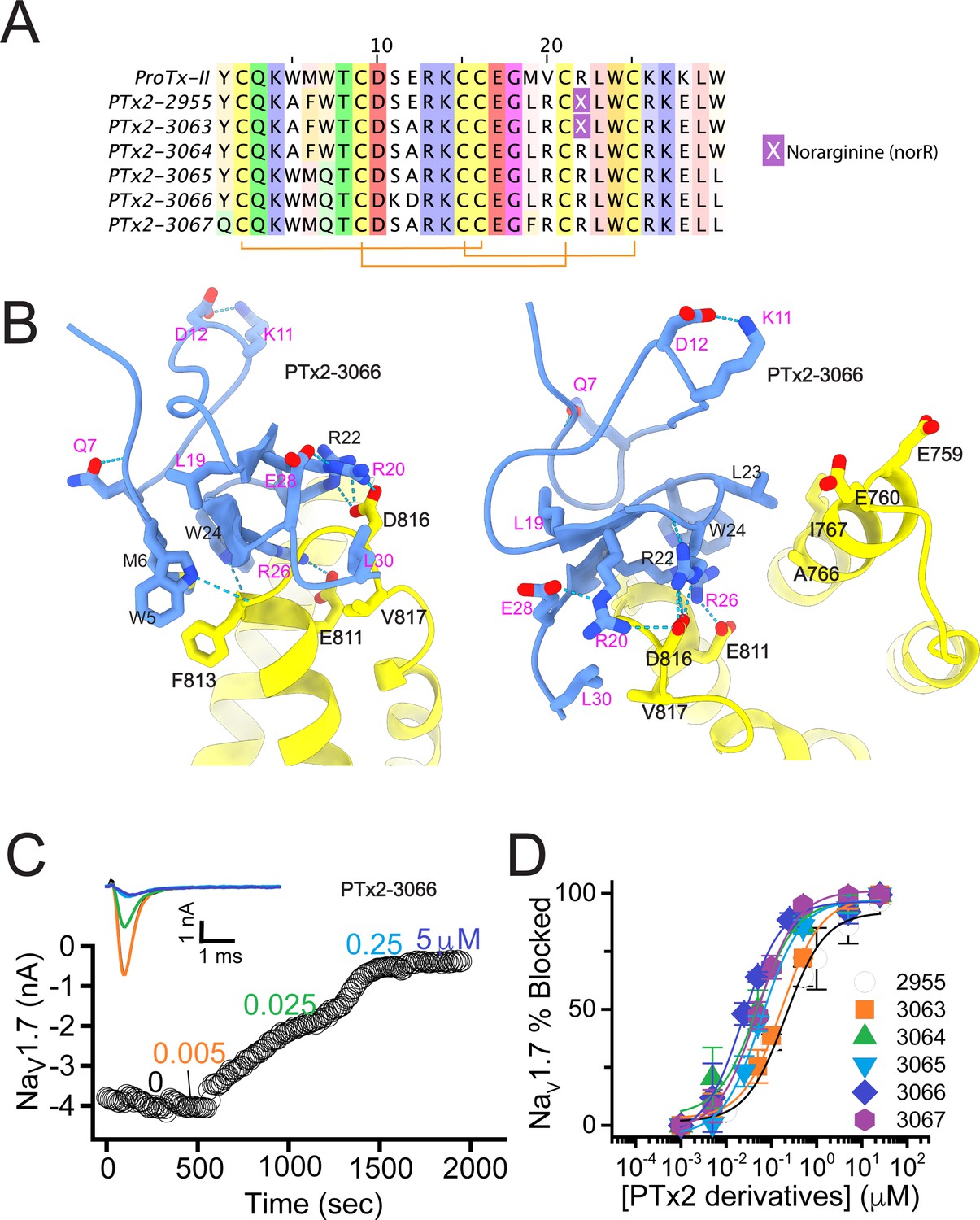 Computational design of peptides to target NaV1.7 channel