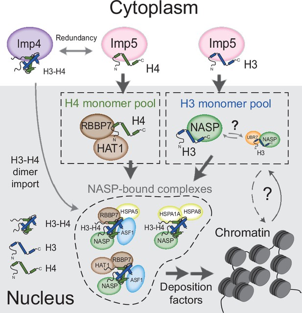 A Specific Role For Importin And Nasp In The Import And Nuclear Hand