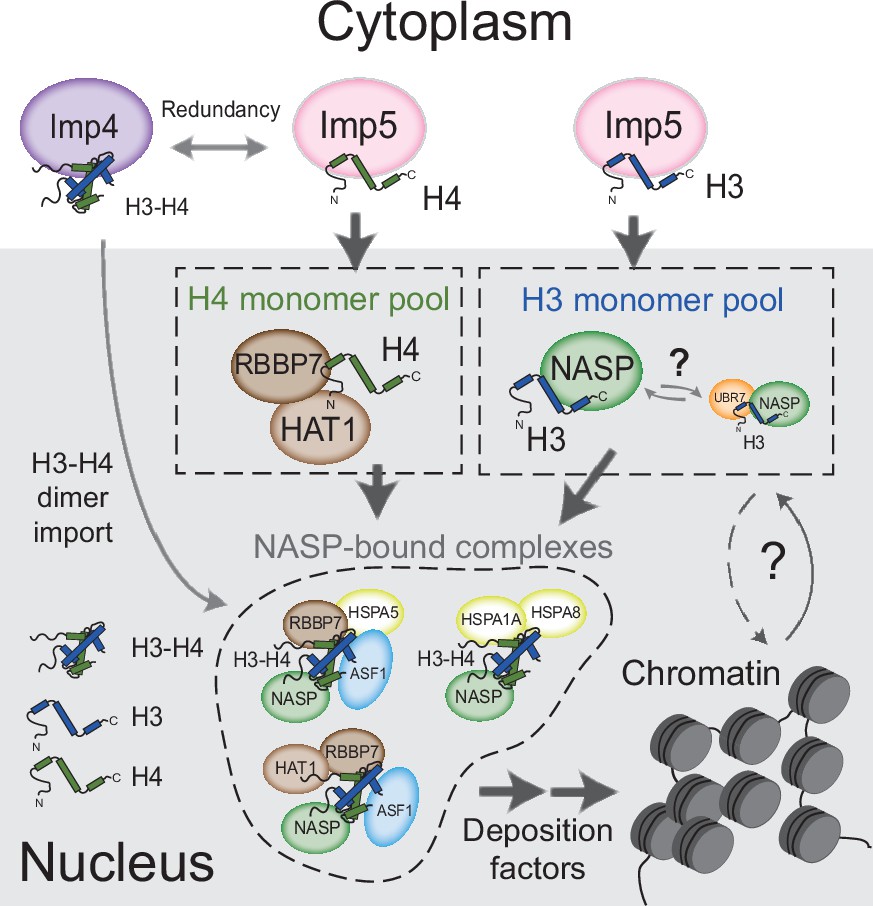 Figures and data in A specific role for importin5 and NASP in the